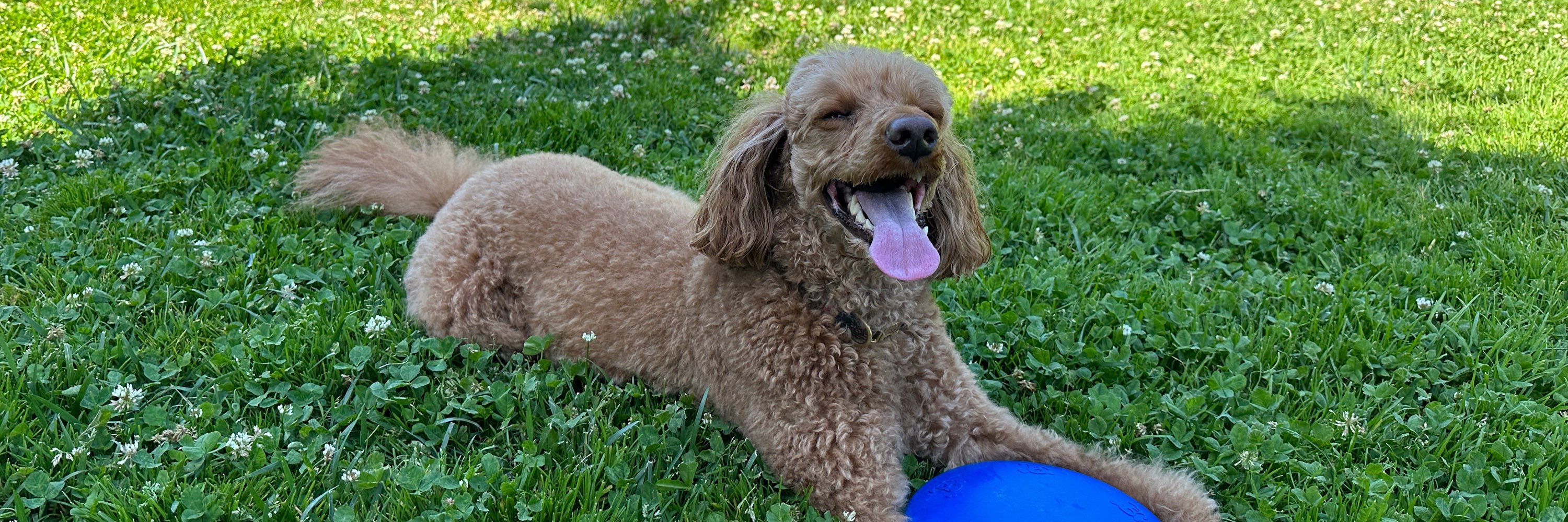 Mischa in the Sky