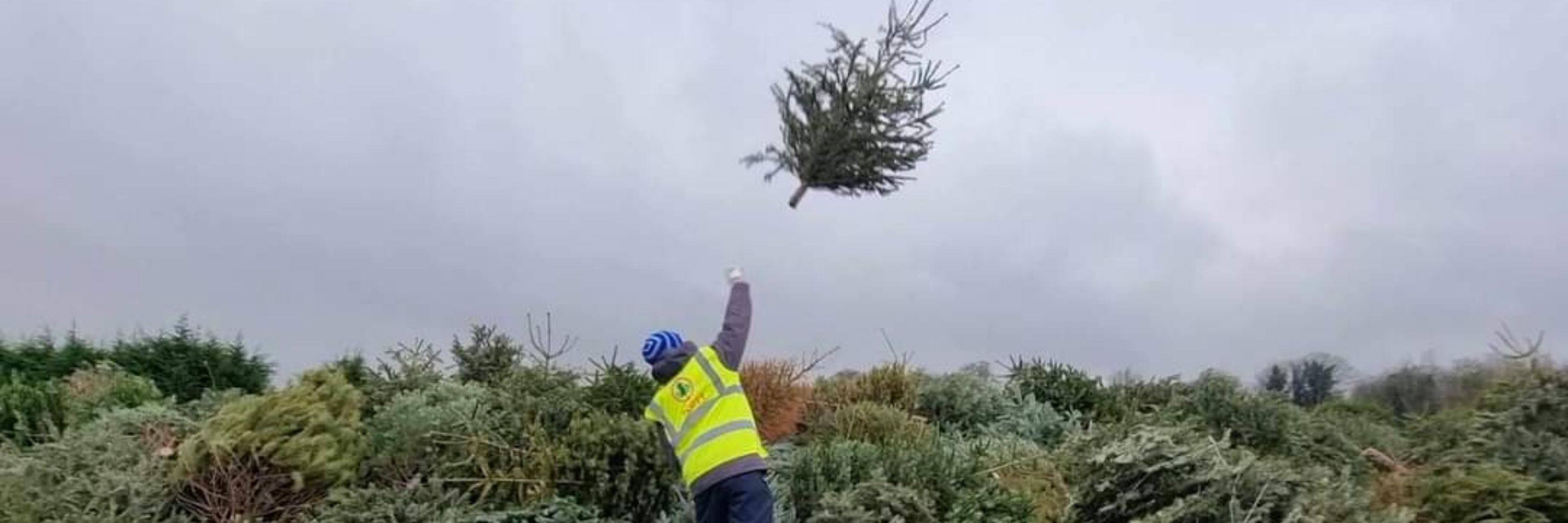 Coventry & Warwickshire Charity Christmas Tree-cycling