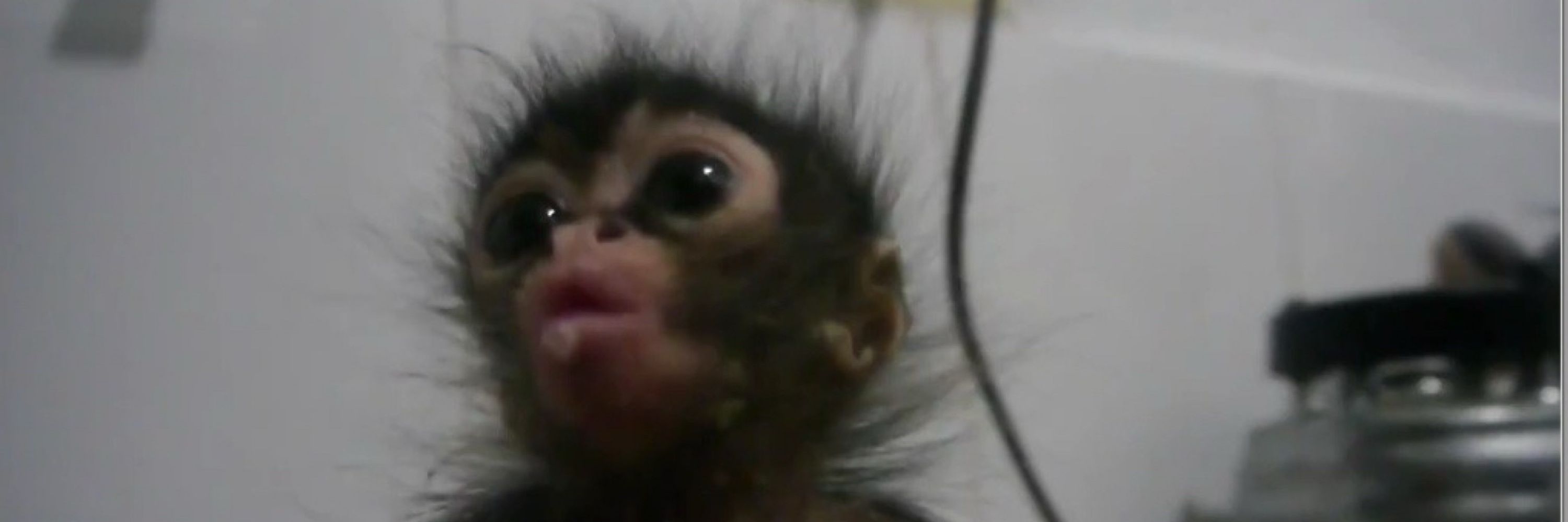 babaca