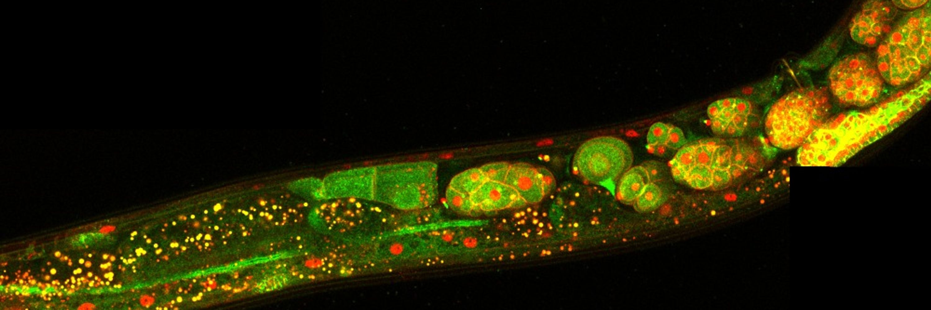 ZANIN LAB