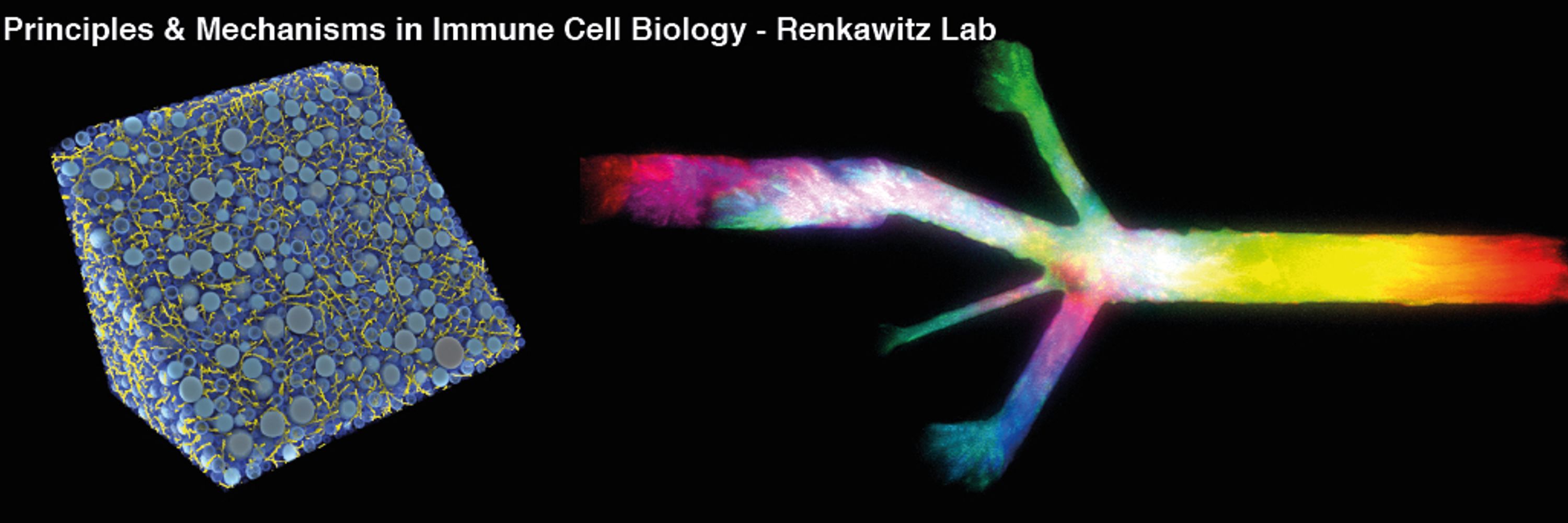 Renkawitz Lab