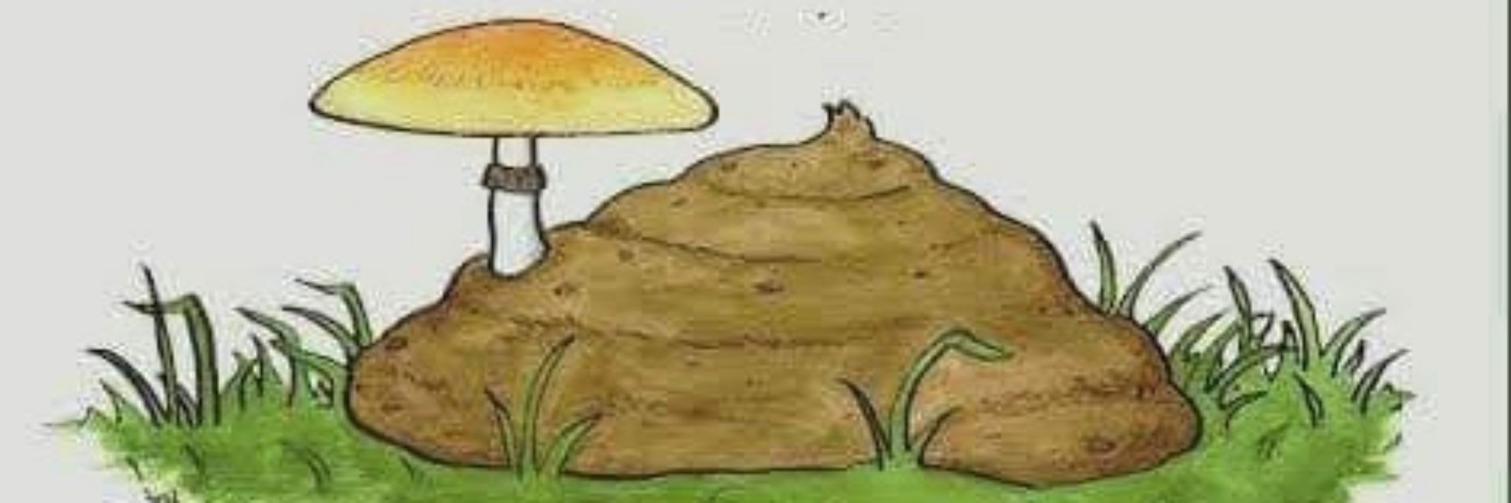 čauê 