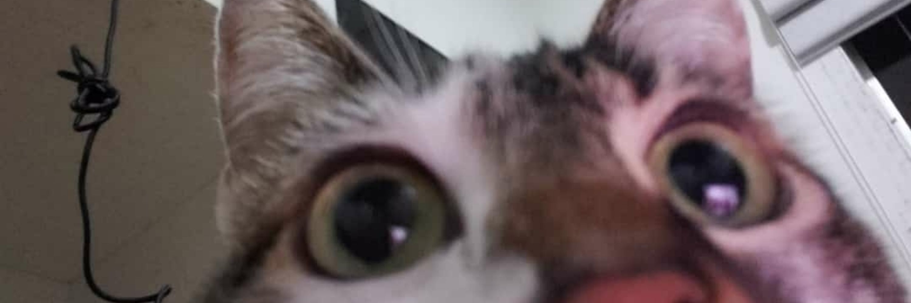isa