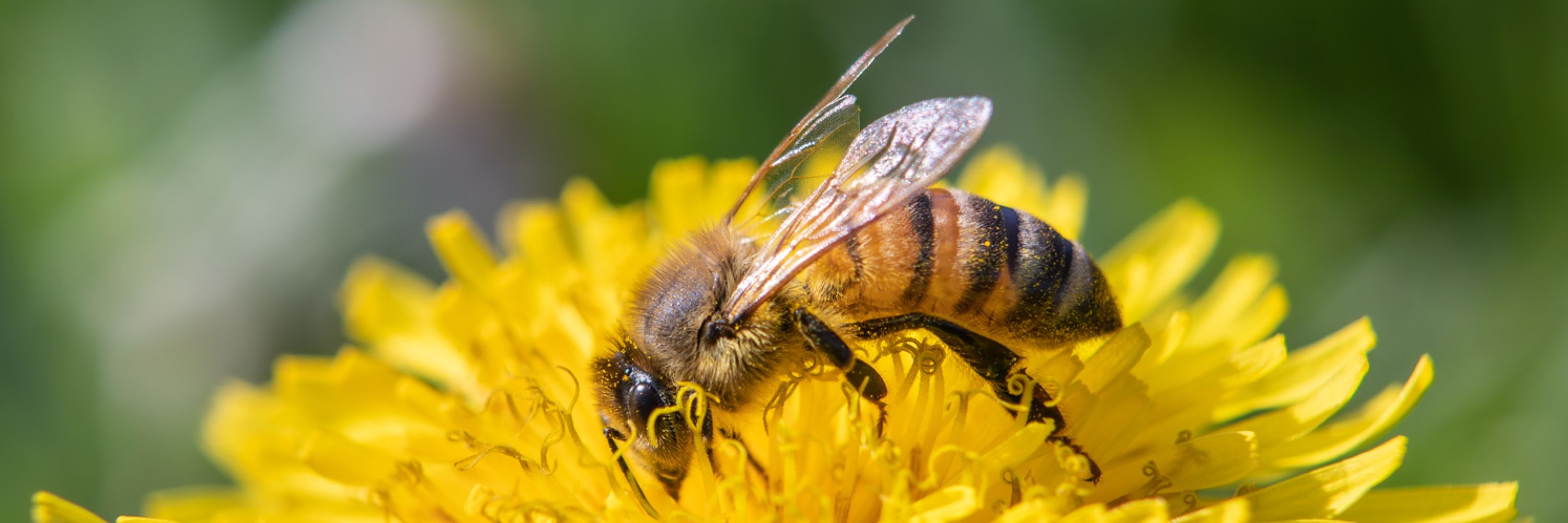 bee adelie