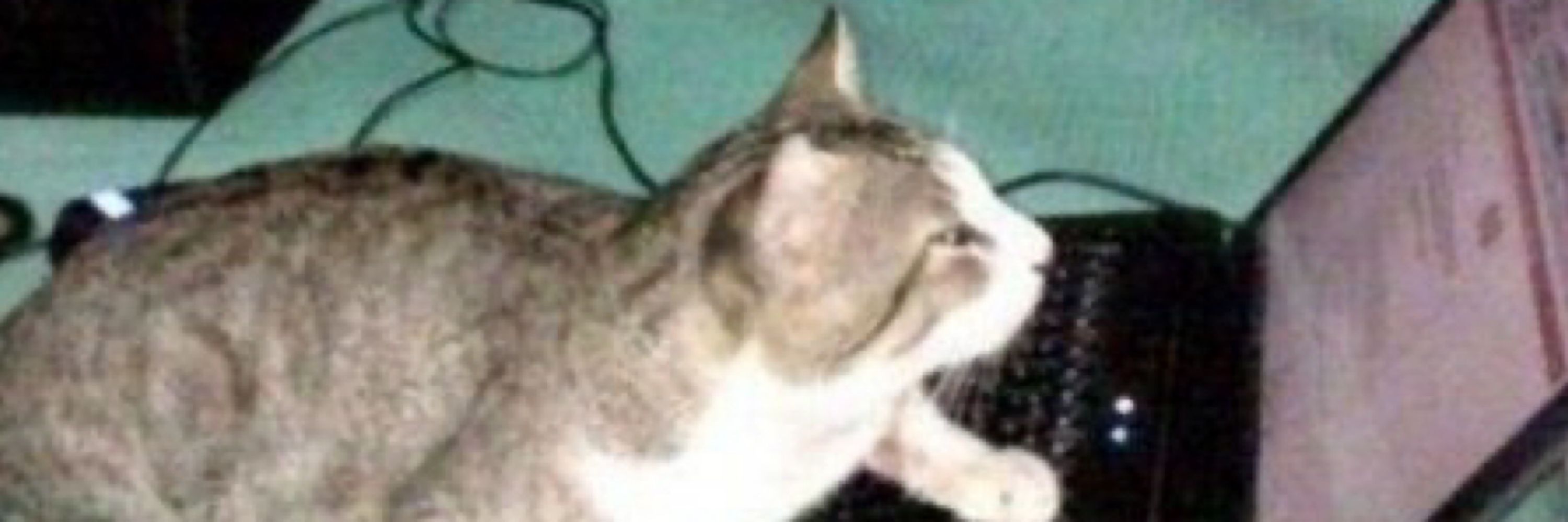 catarina