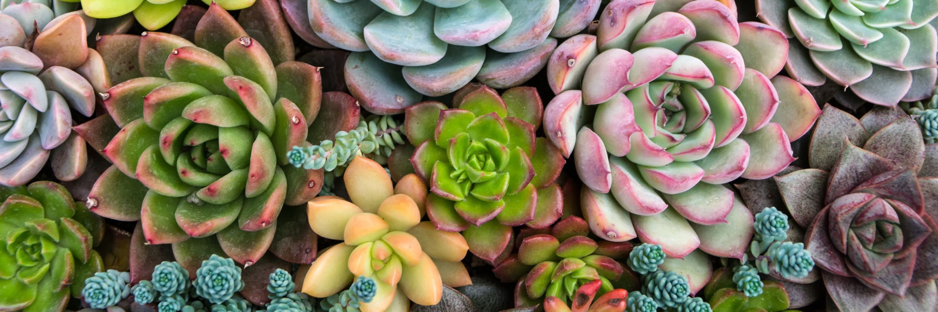 Everything Succs And More