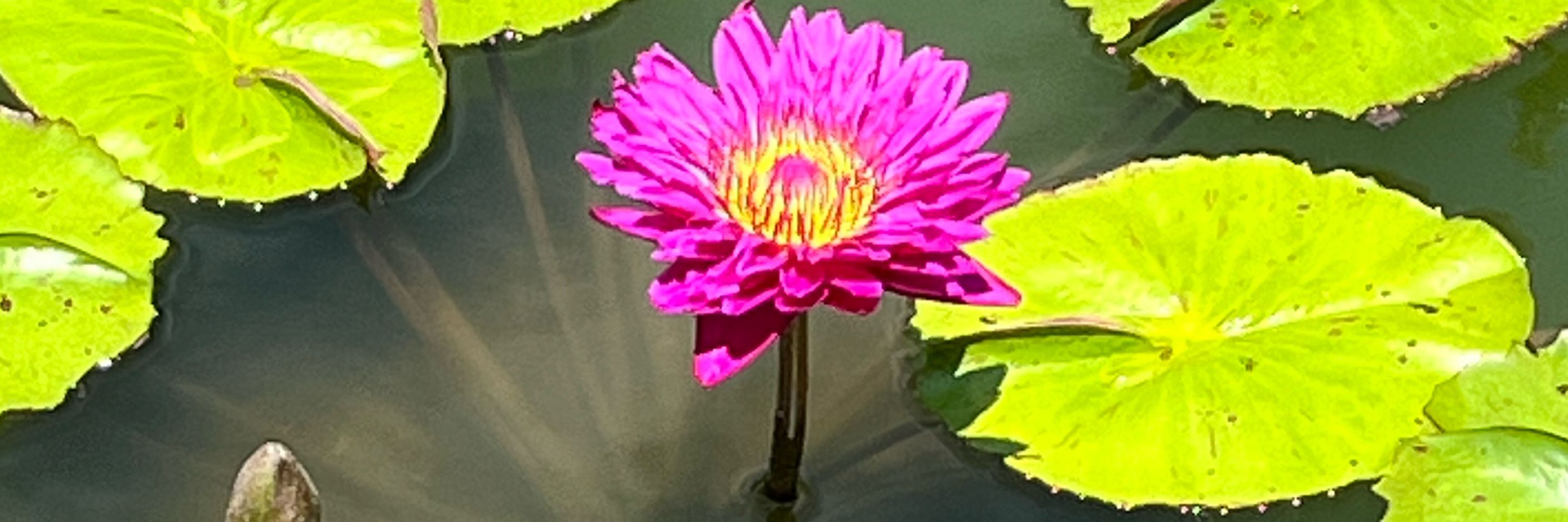 Lee