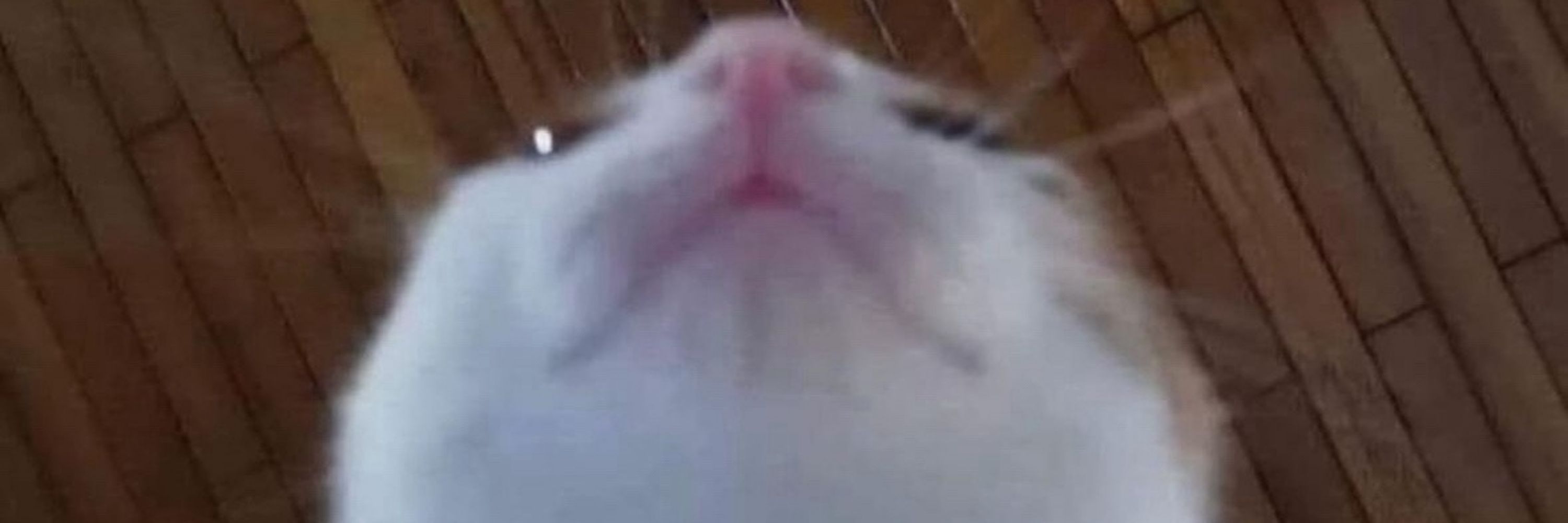 Luxocrita