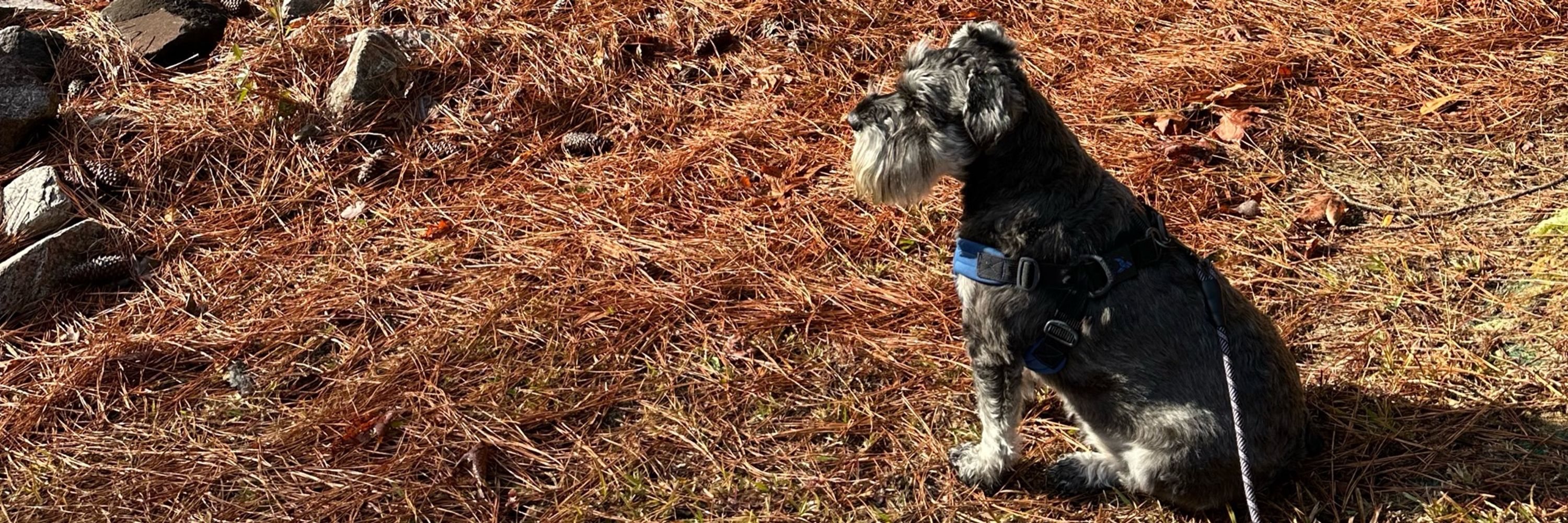 Julie in NC