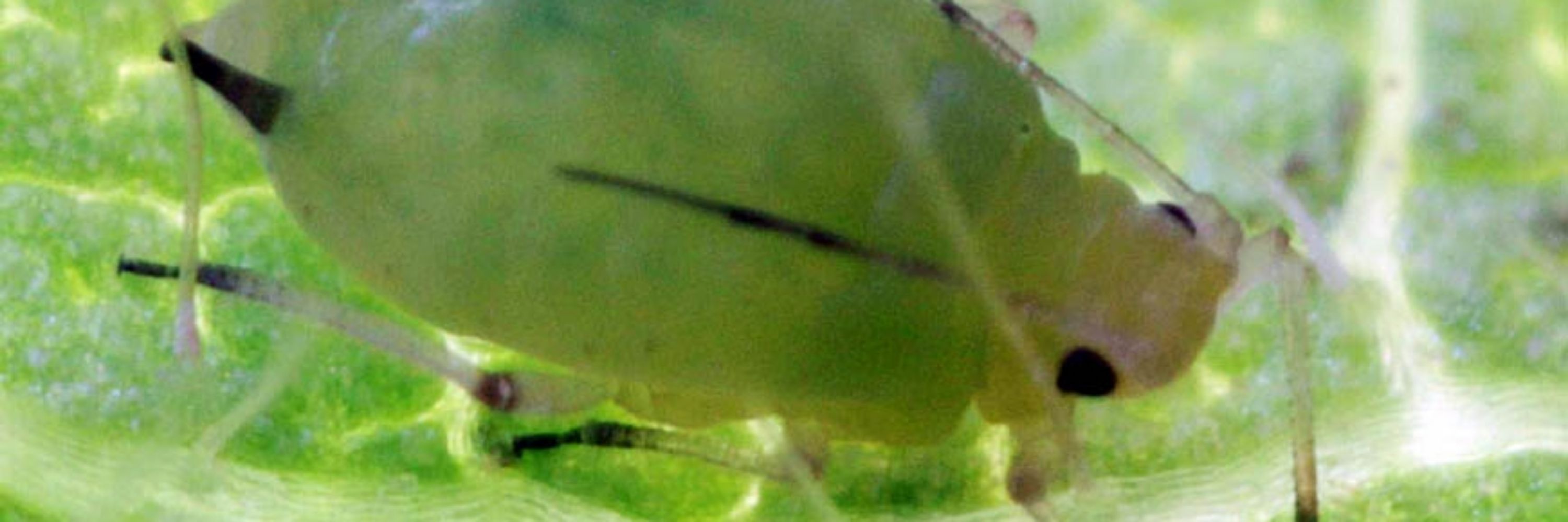 Aphis