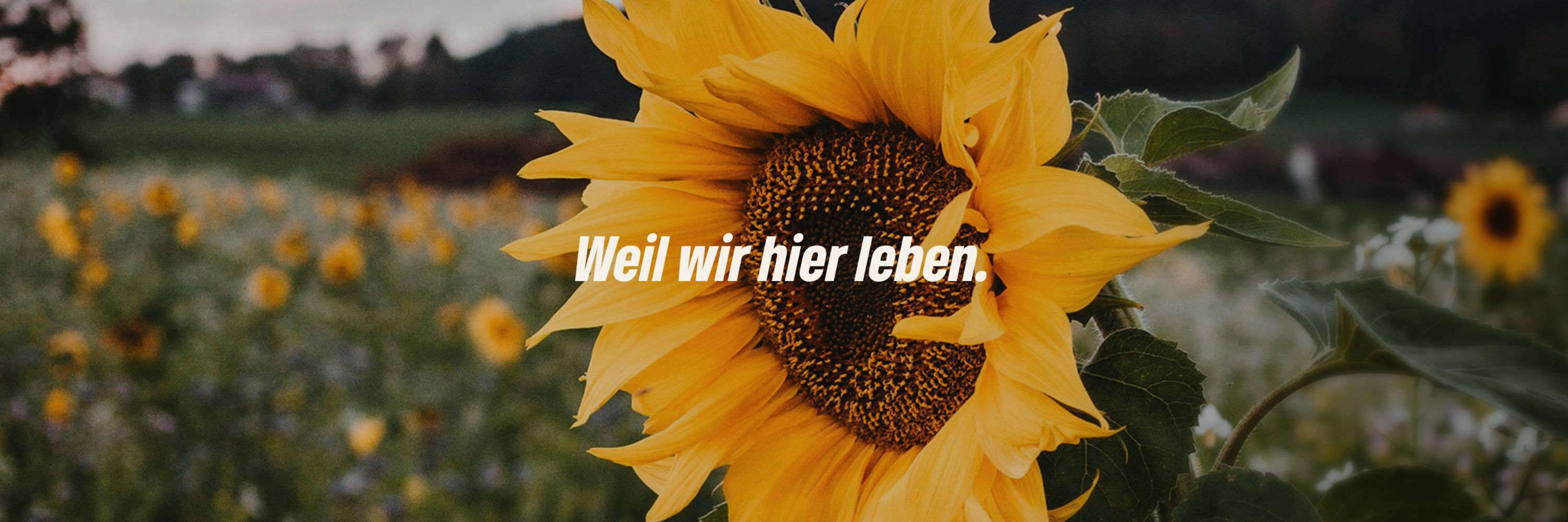 Bündnis90/Die Grünen - Elbe-Elster
