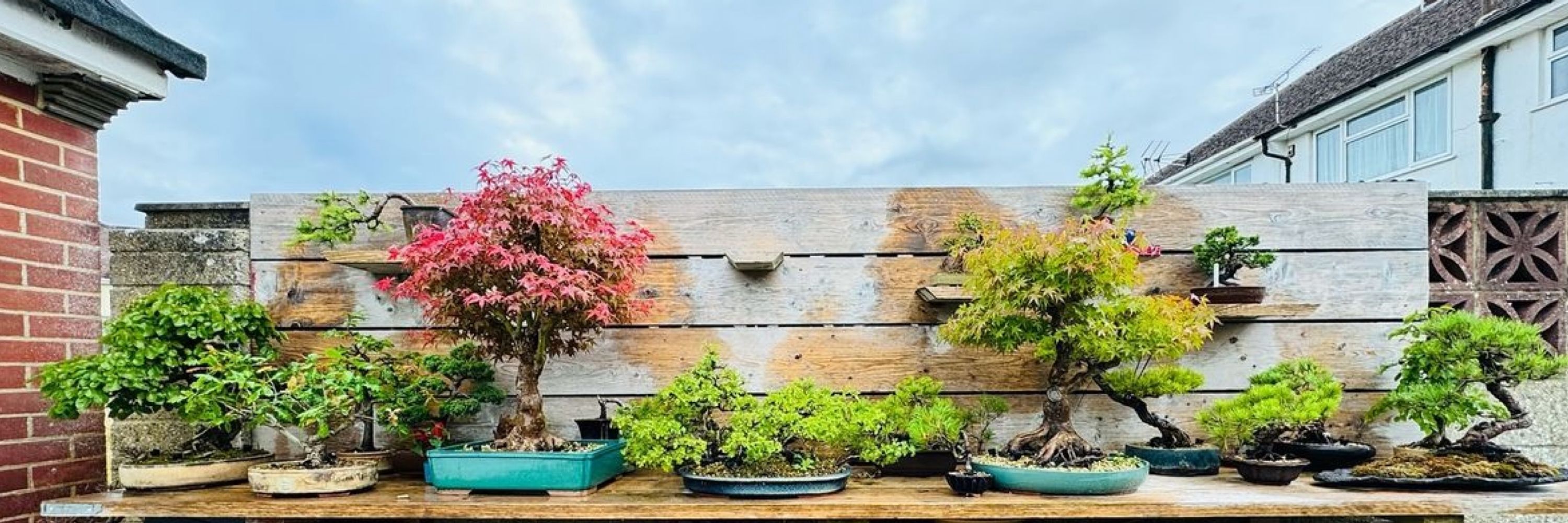 Cursley Bonsai