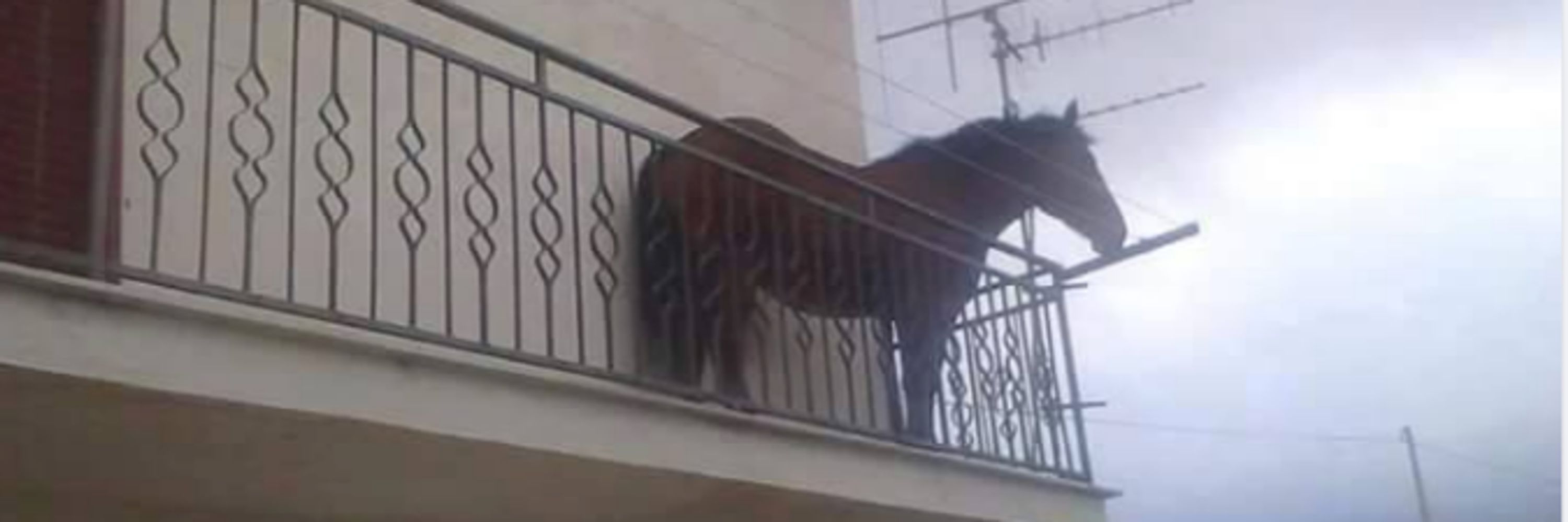 big hoss
