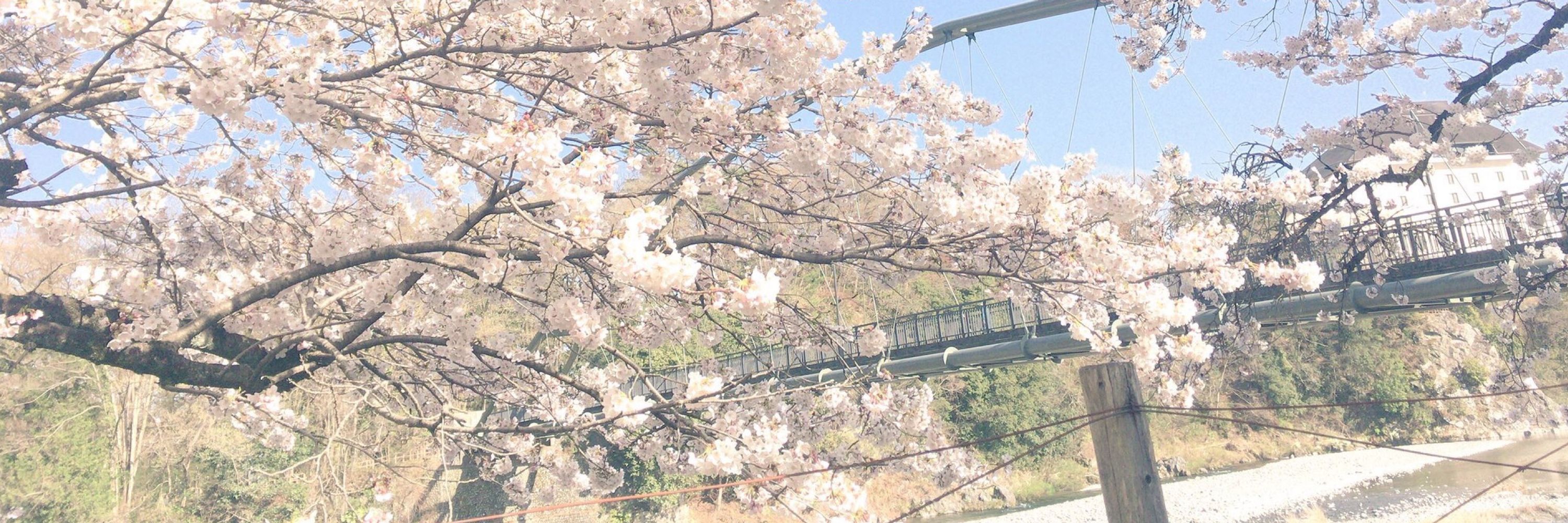 水菜