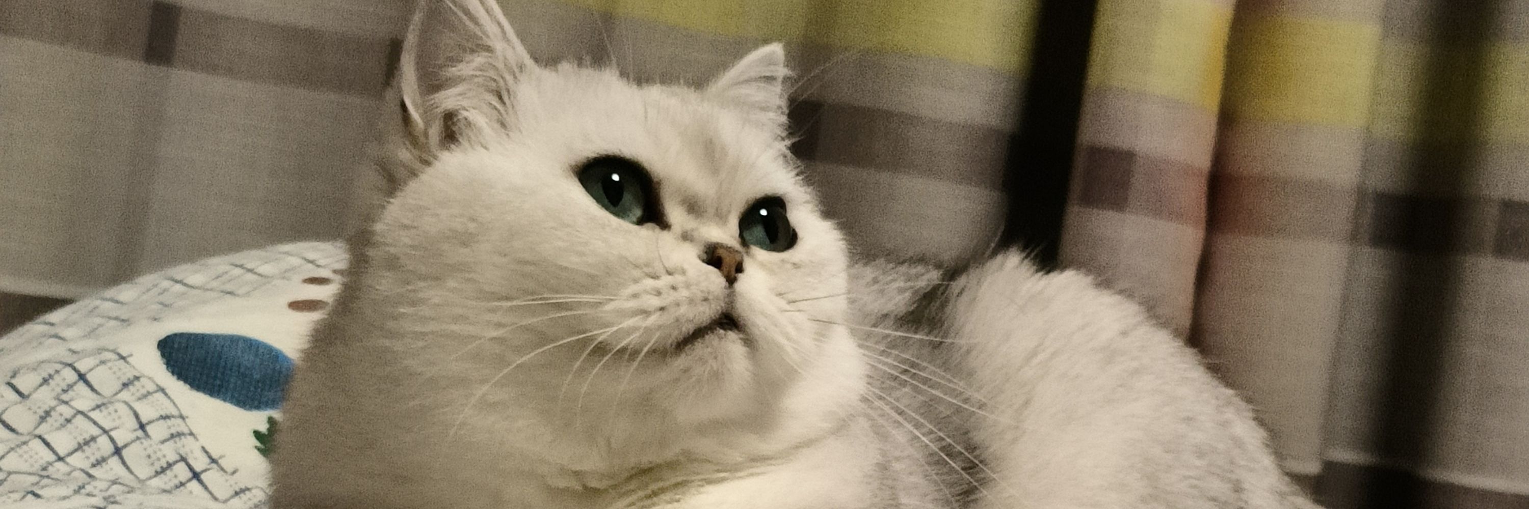 狐冢