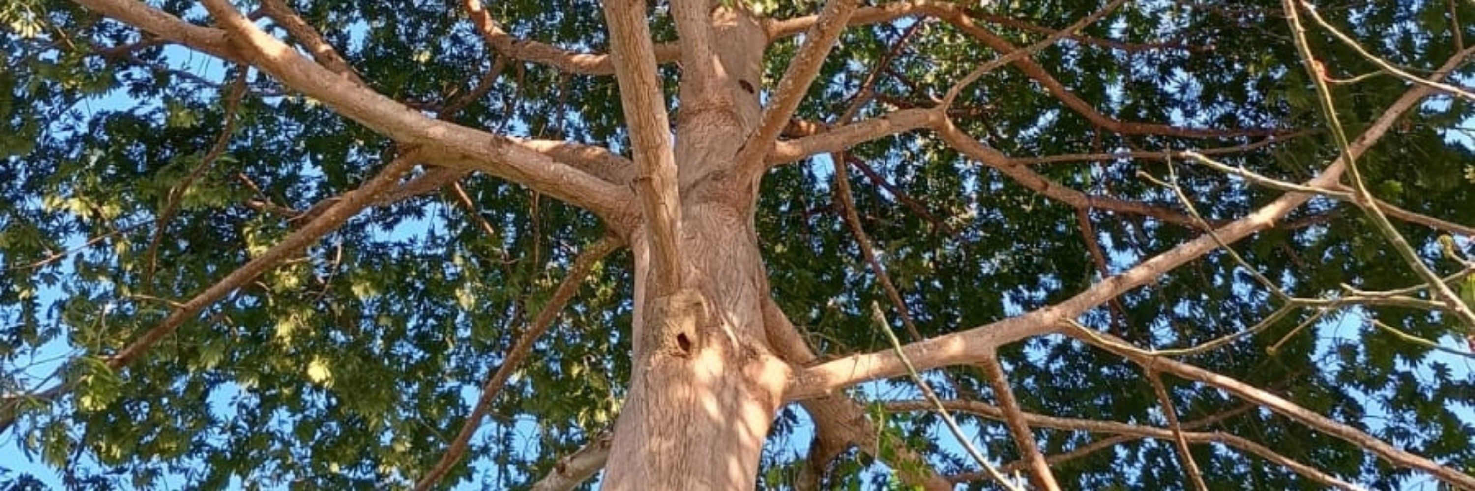 fernuaida 
