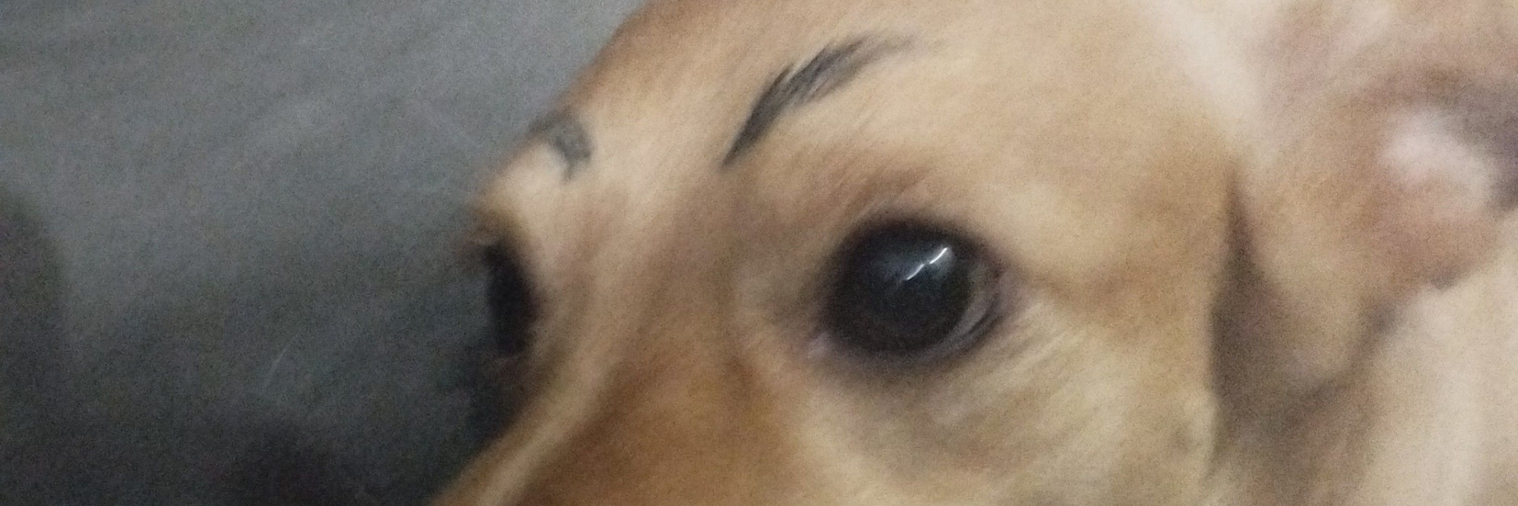 bia