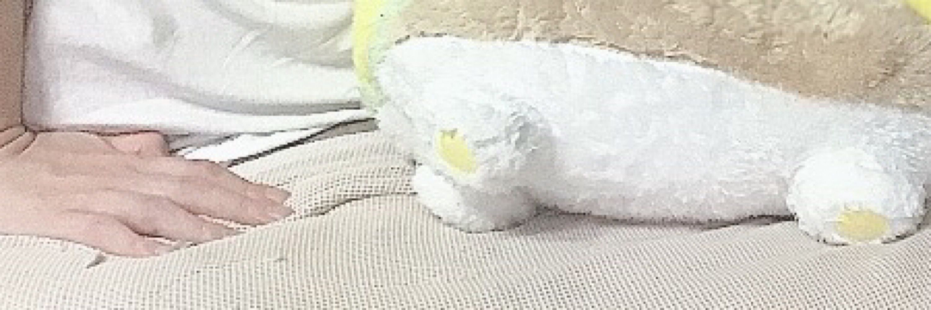 あおみ