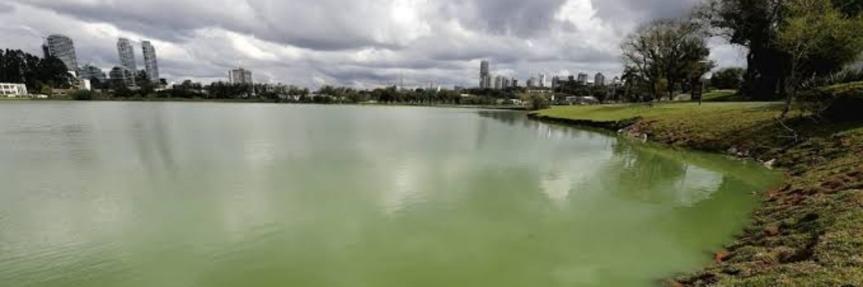 Pato Verde