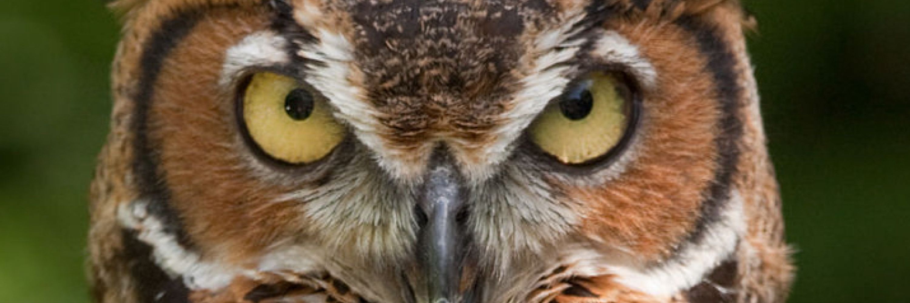 The Owl