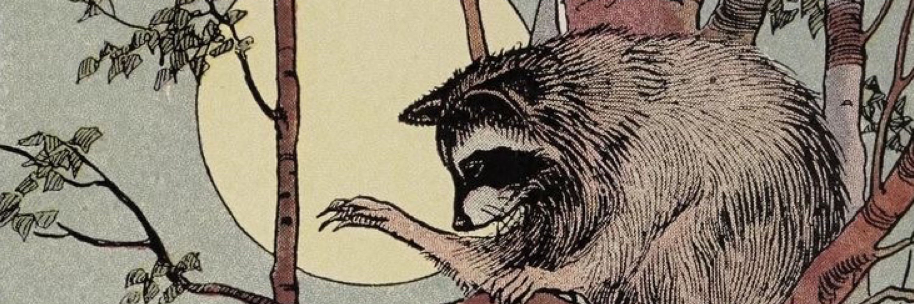 Tizoc 🦝