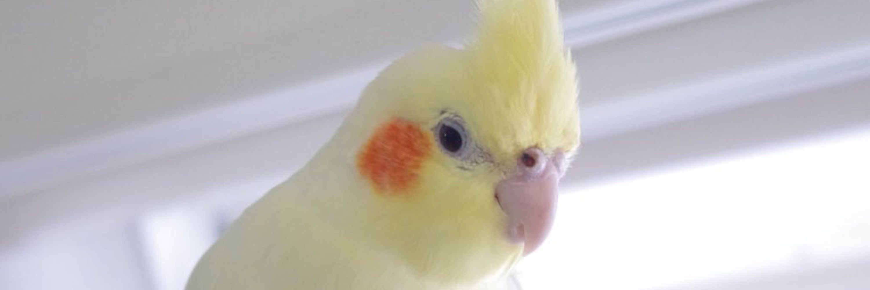 Sasami