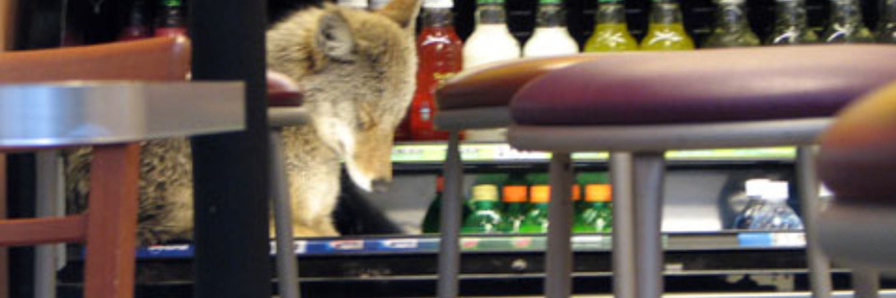 Knotty Yote