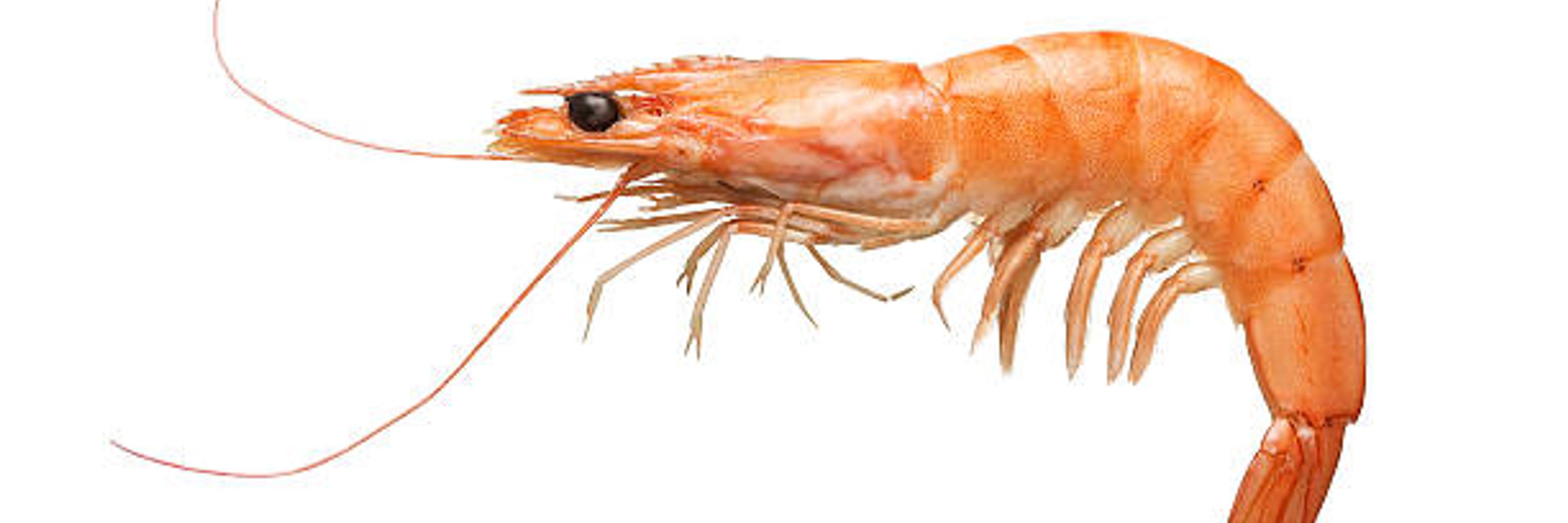 Lango - The Prawn Knight