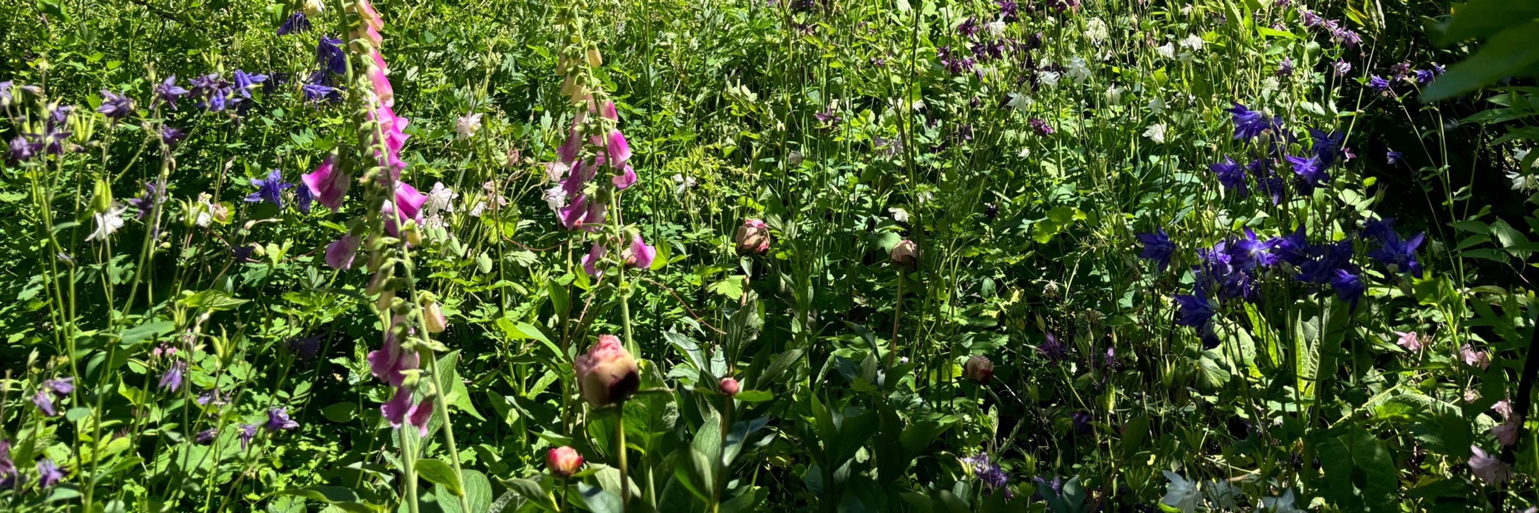 Dr Fleurs du Mal