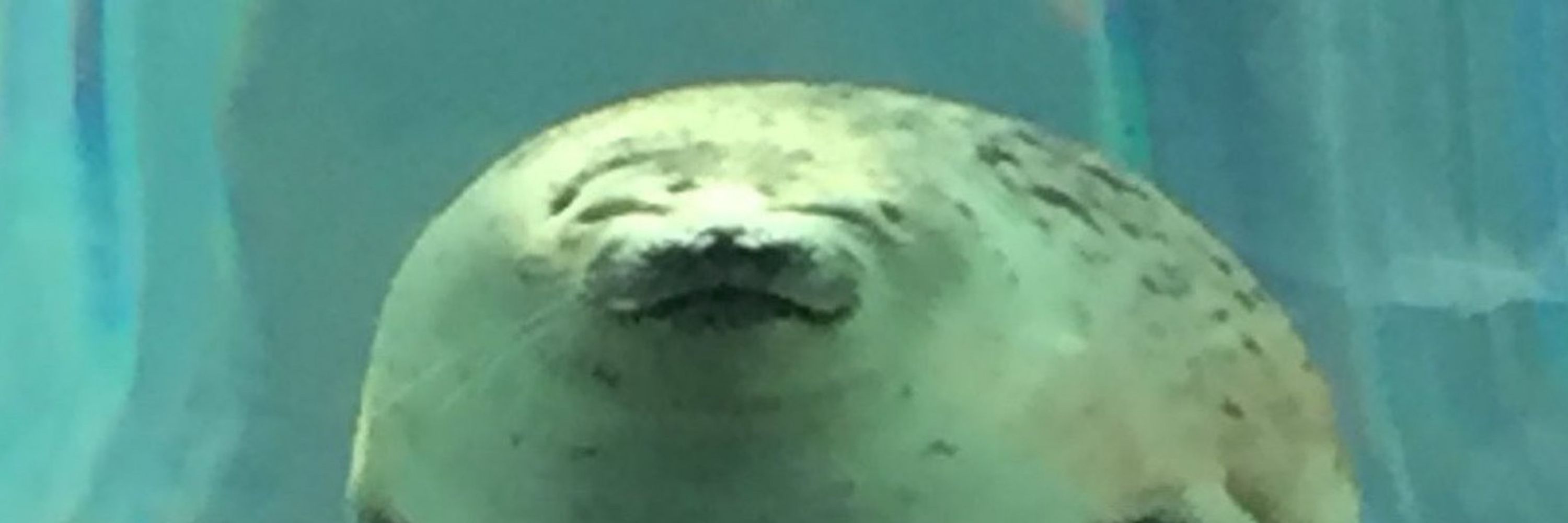 ふぁるお