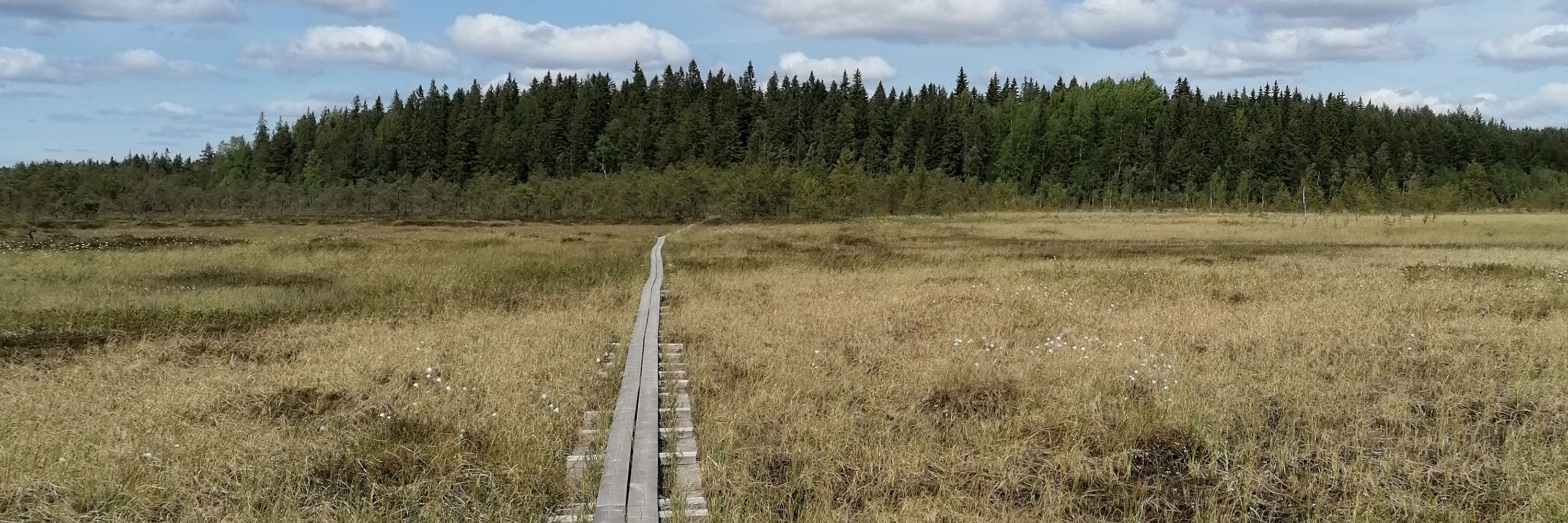 Sirkku Ruokkeinen