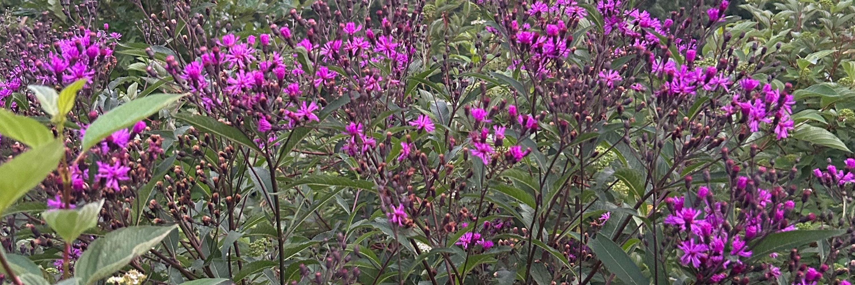 CWRosebud