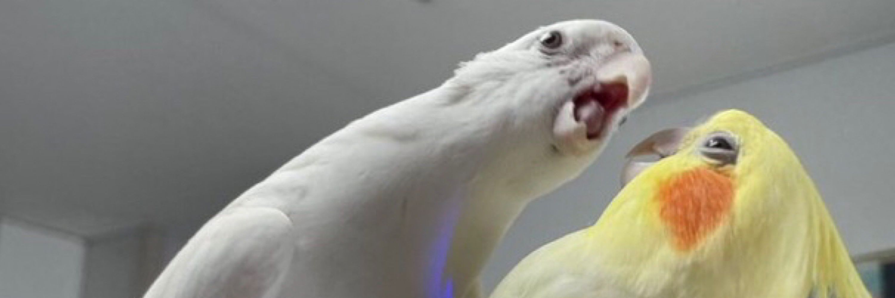 𝐊𝐨𝐢𝐭𝐲𝐤𝐲𝐮