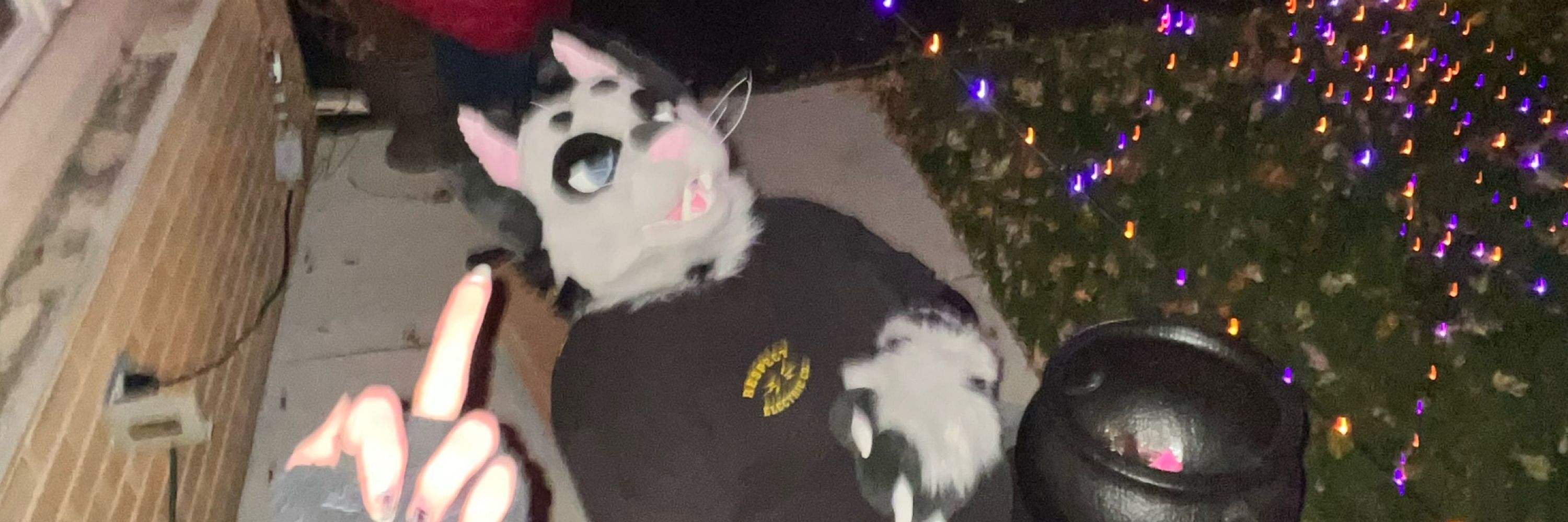 Tom Cat Toon