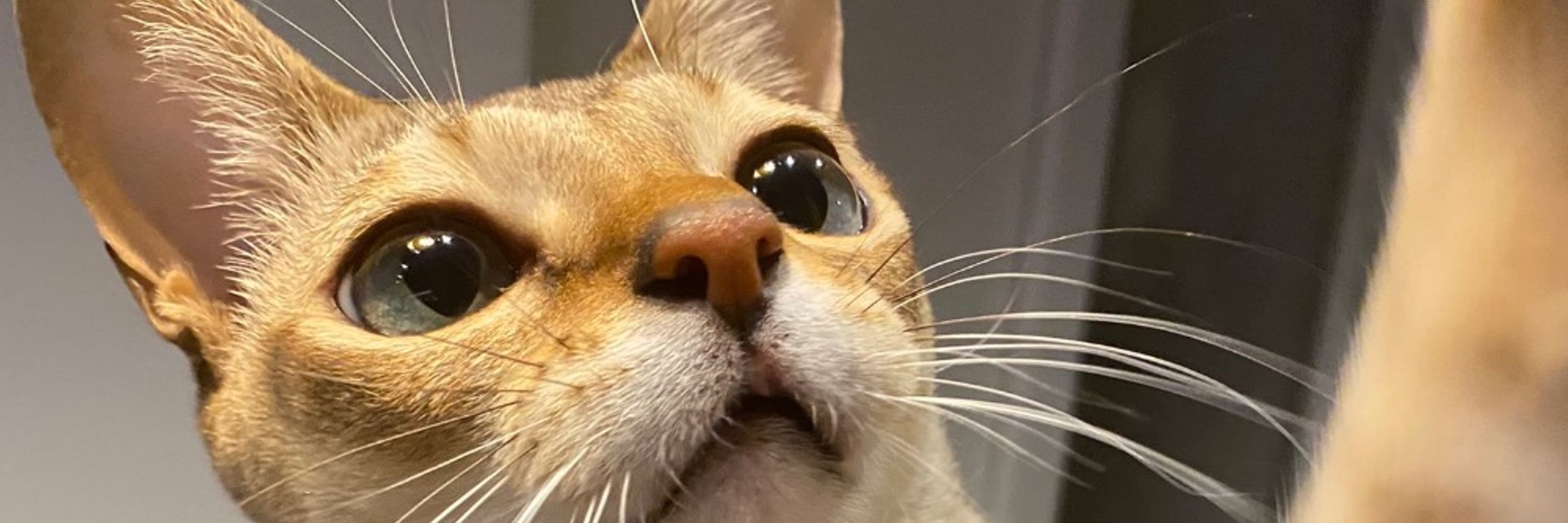🐈🐈‍⬛