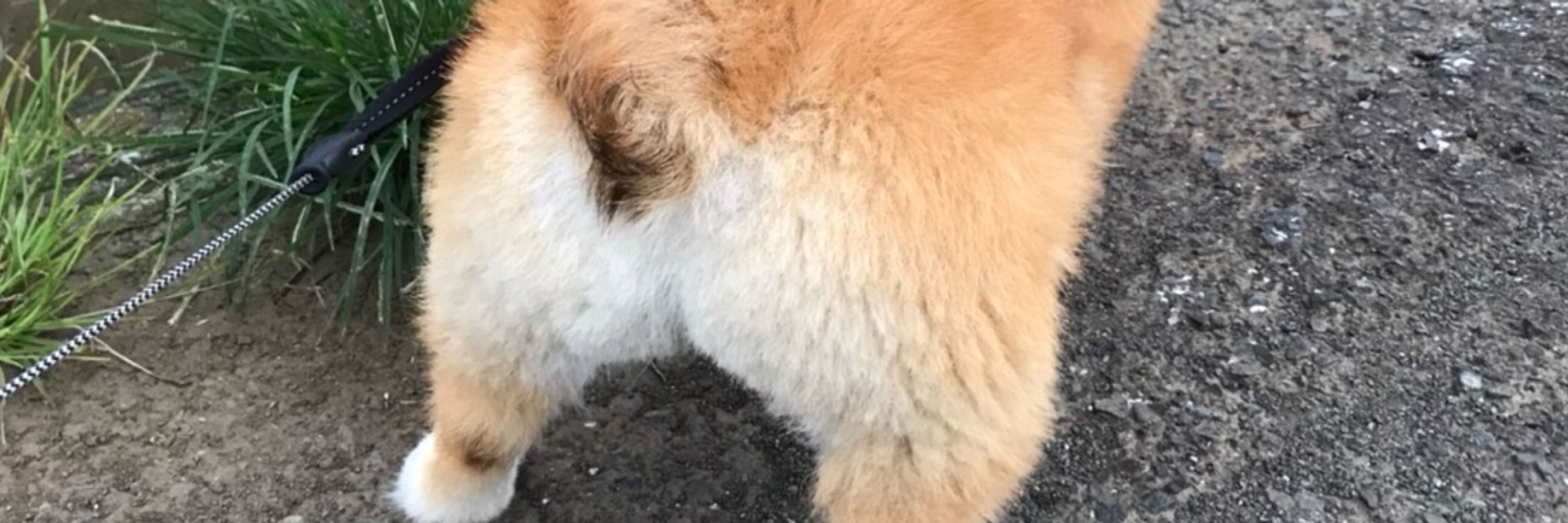 すめうむSMUM.