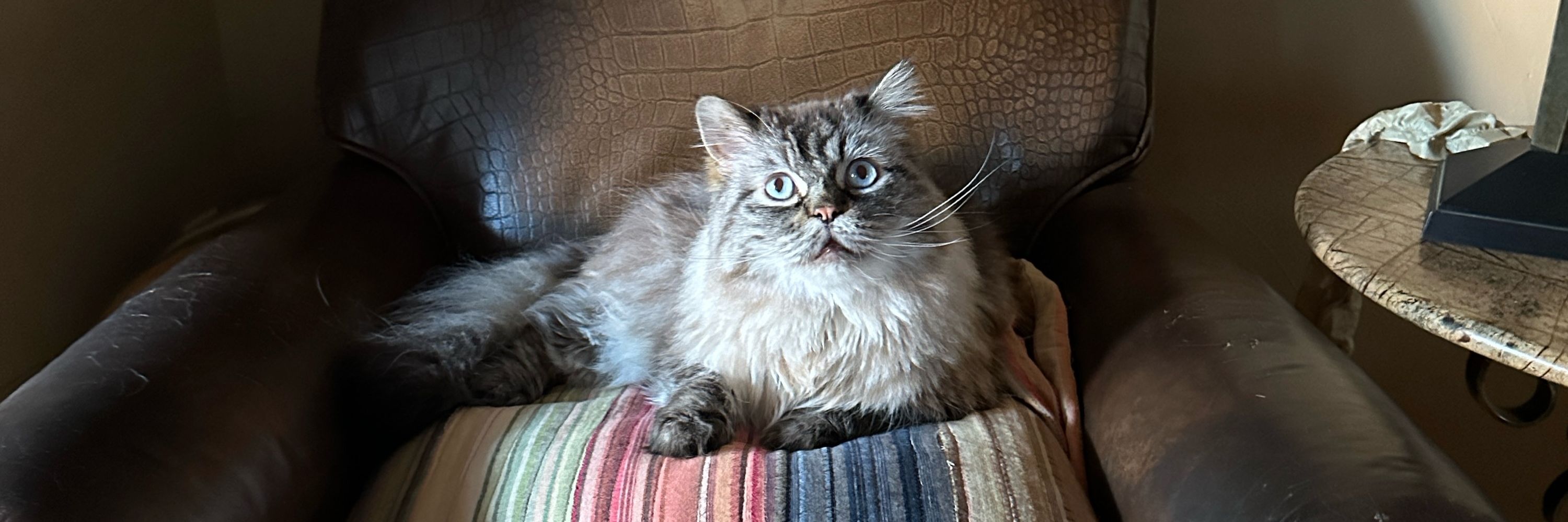 frostie