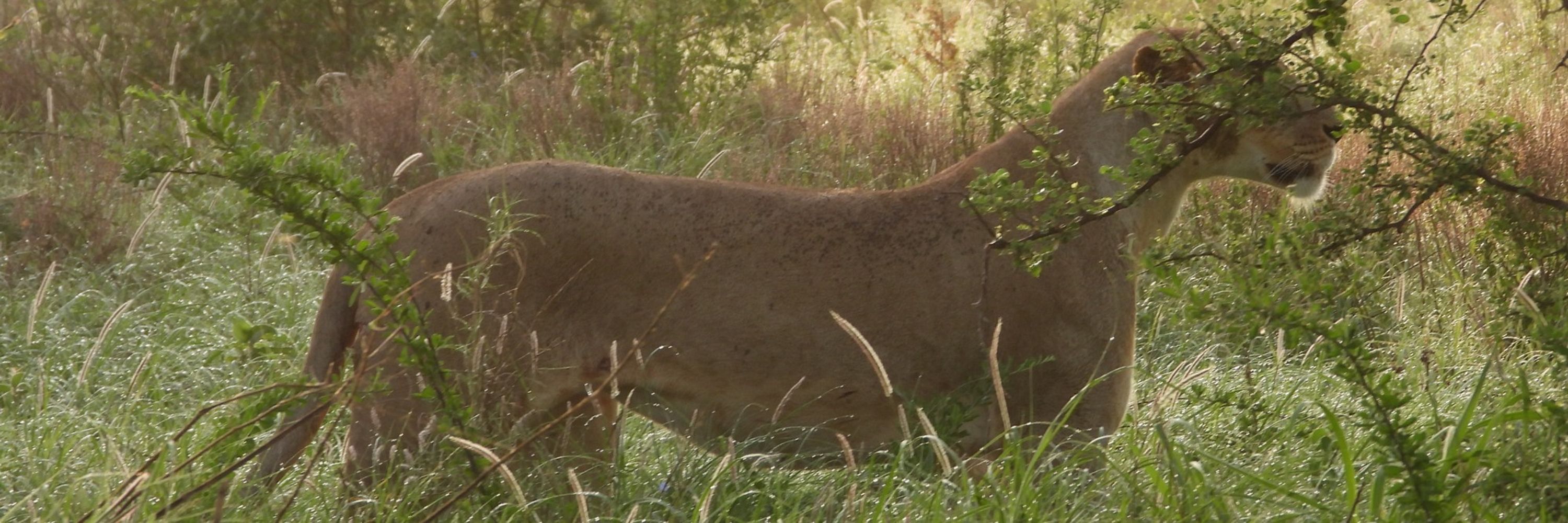 Reuben Marl Kenya Safaris