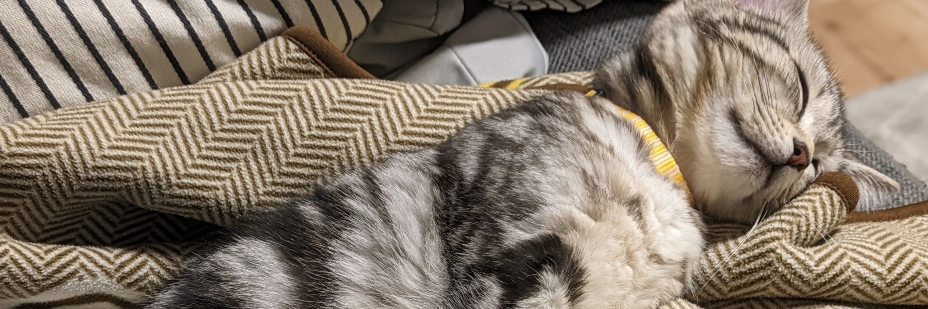 おむねこ