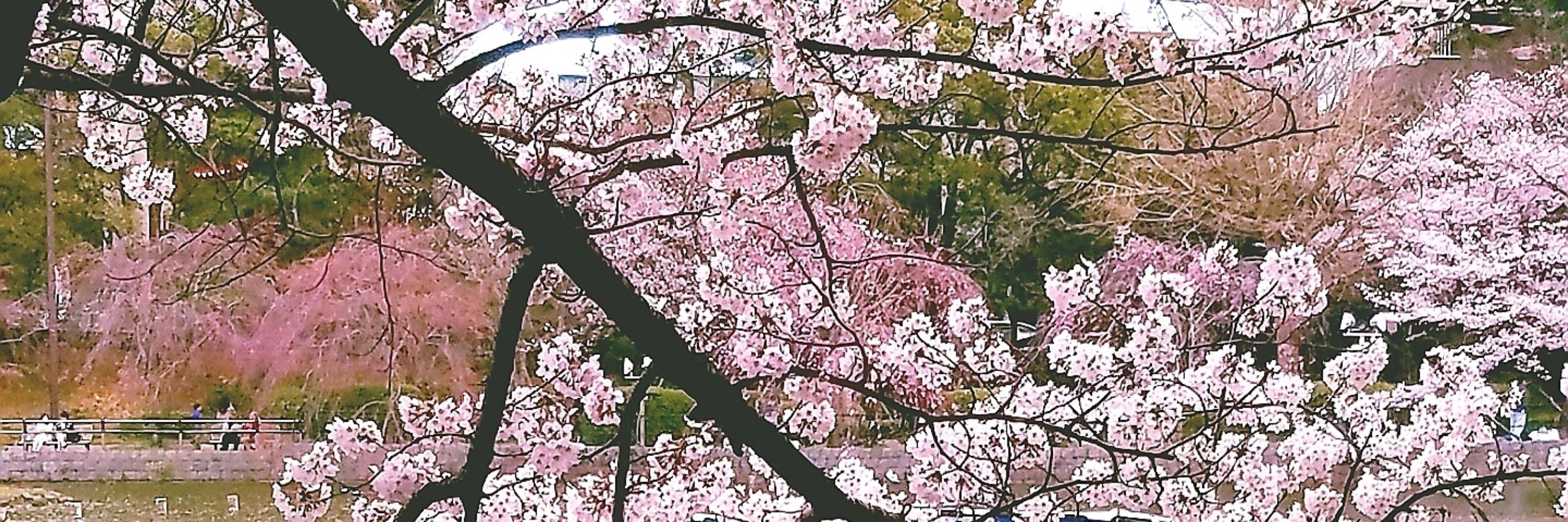 ゆぴ
