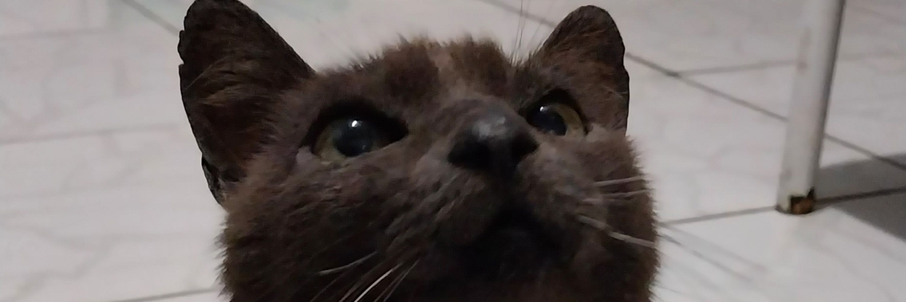 Beehlly