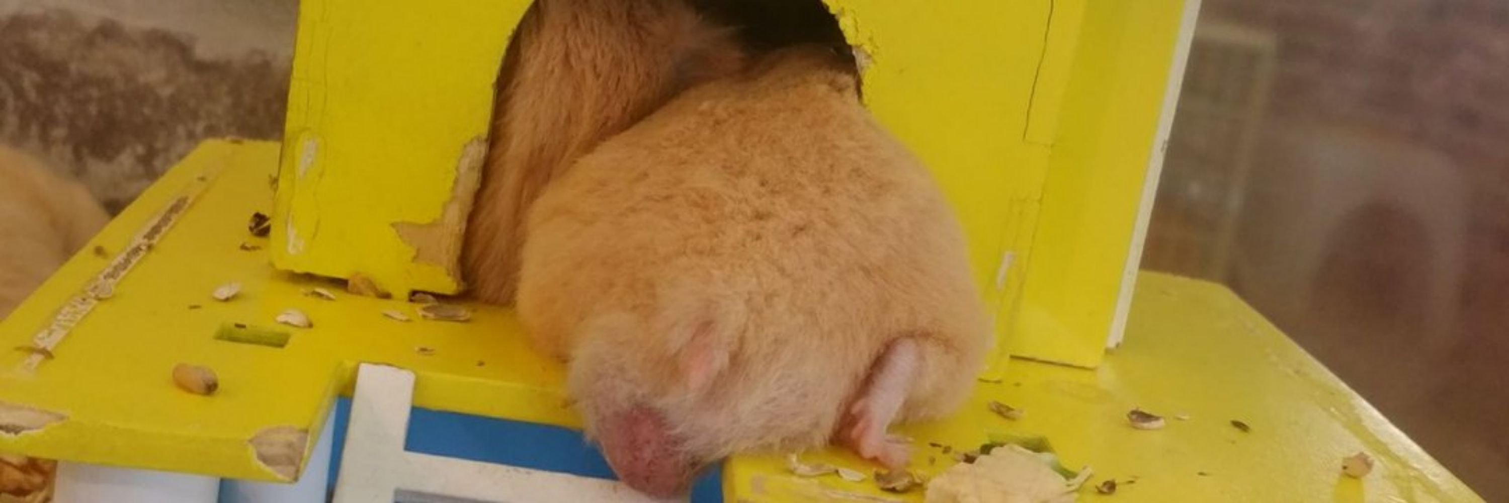 れぷす