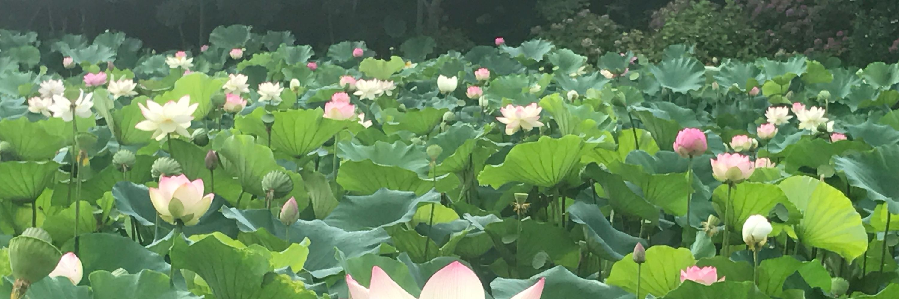 おね