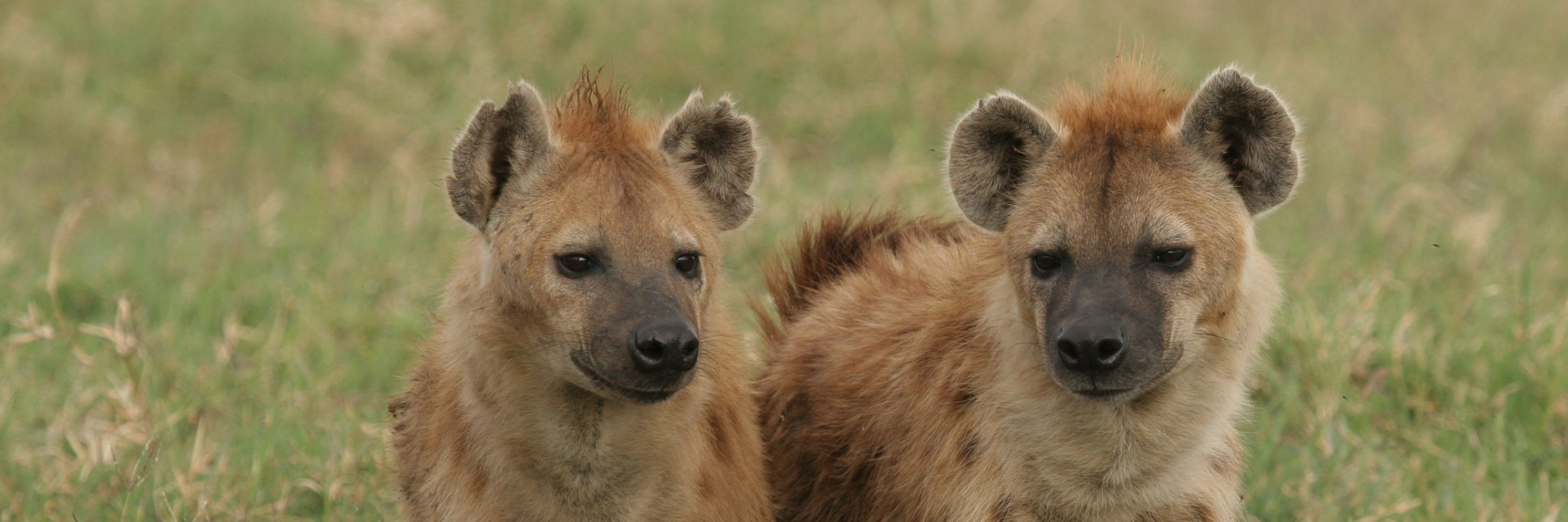 Hyena Project