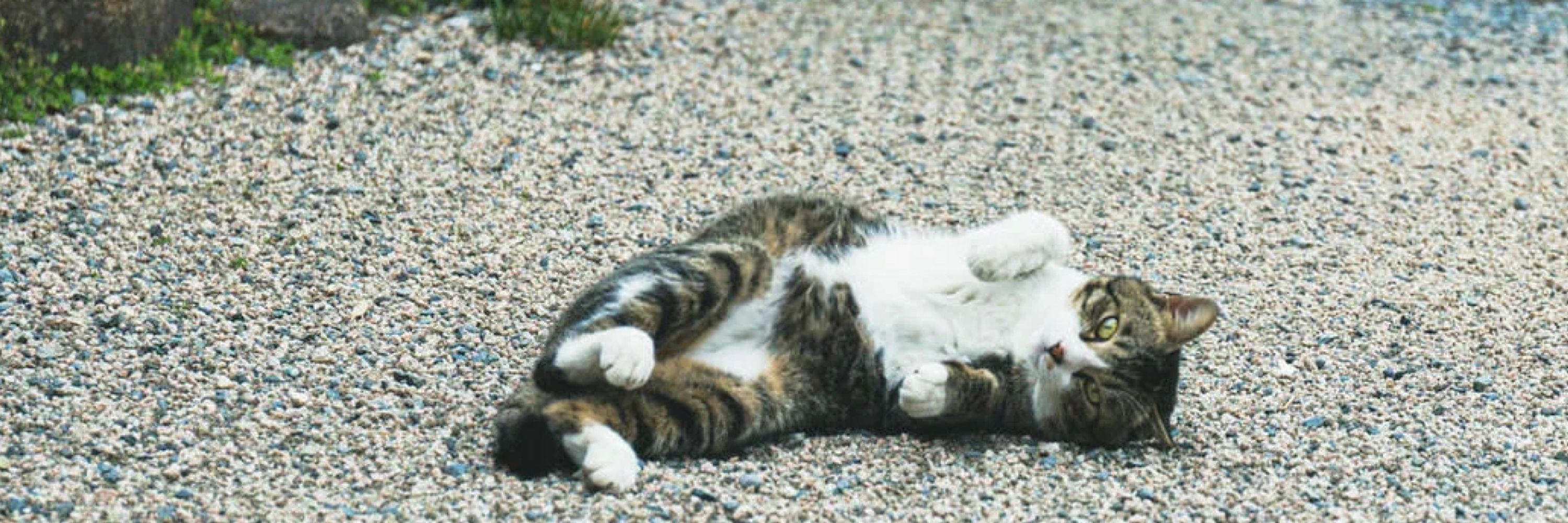かのこ