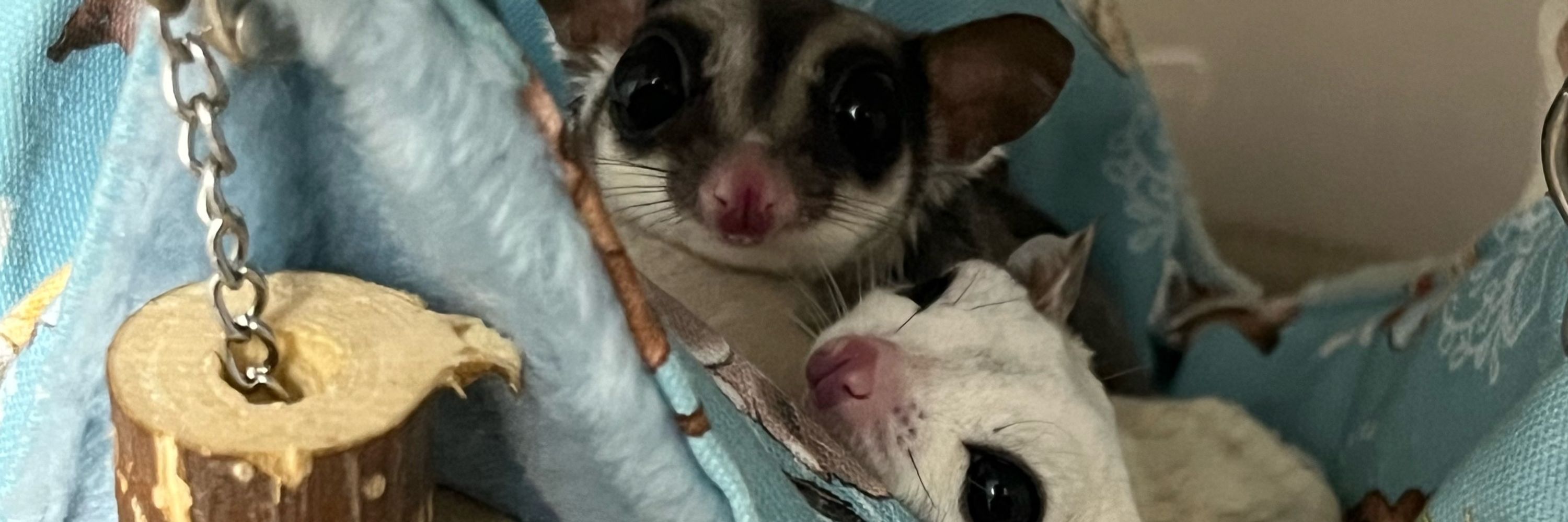 ちぴたろ