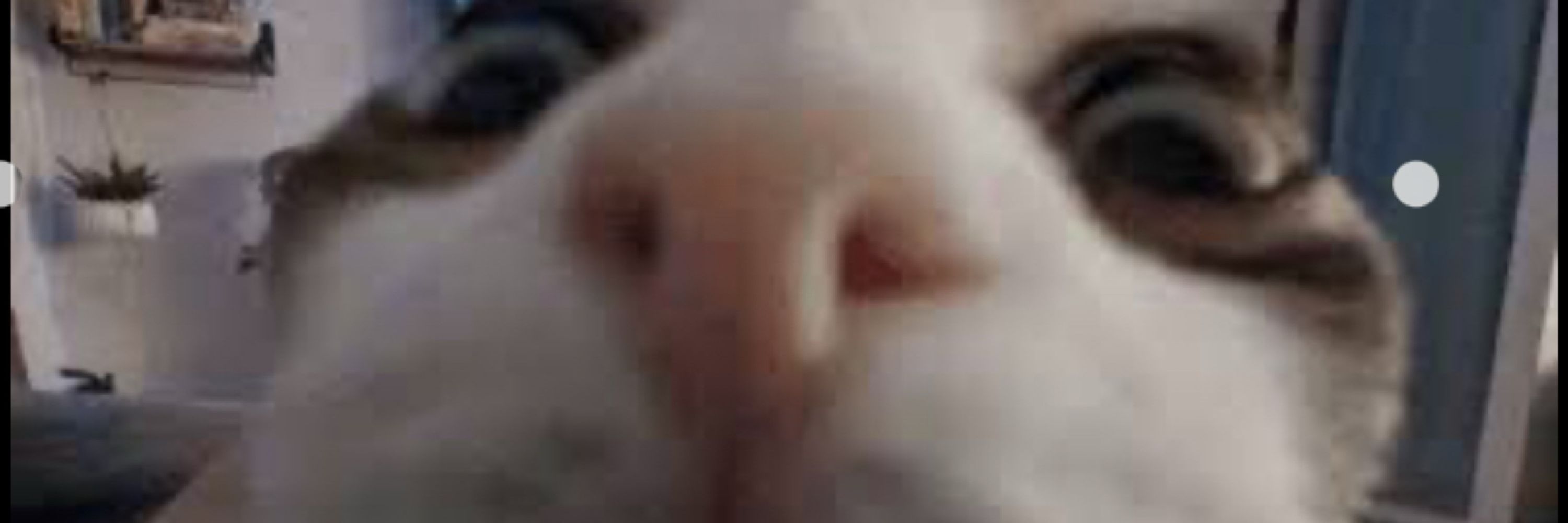 GooberDoober
