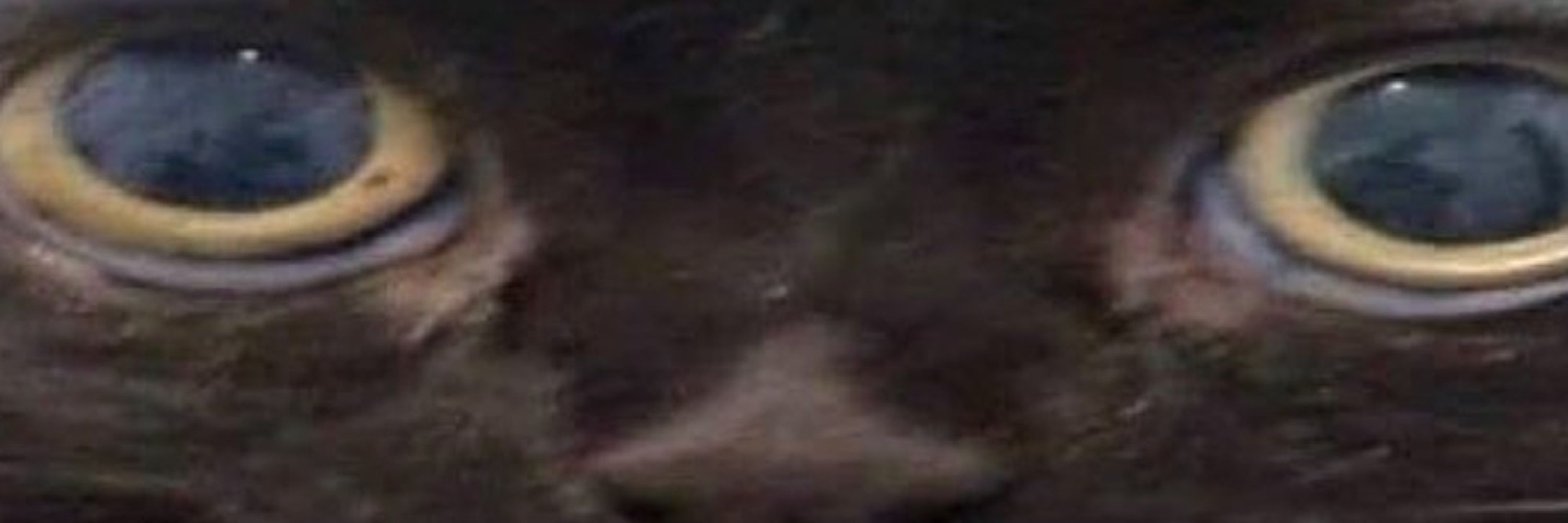 Gigas