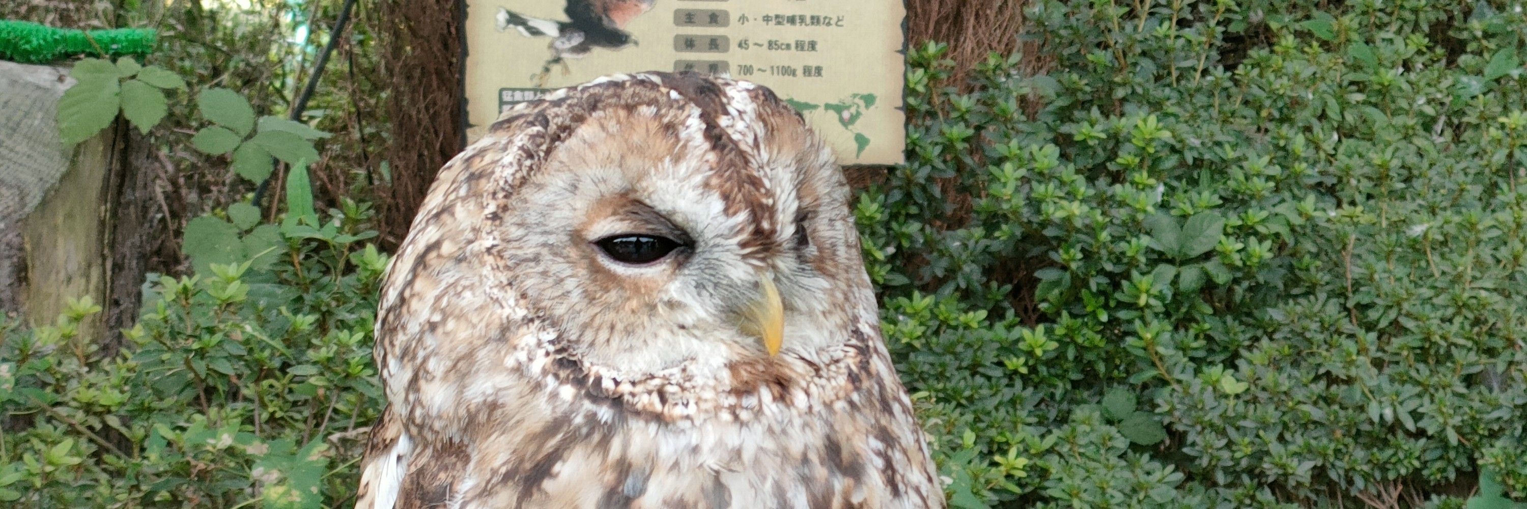 ただのあまがえる