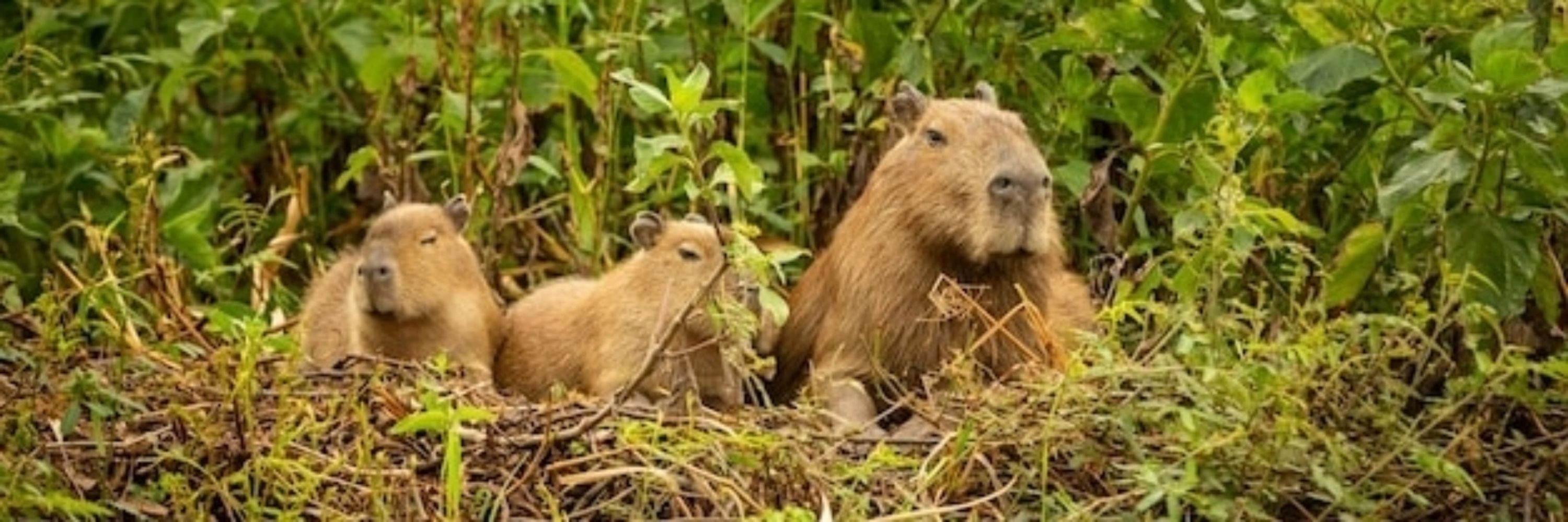 Capi Bara